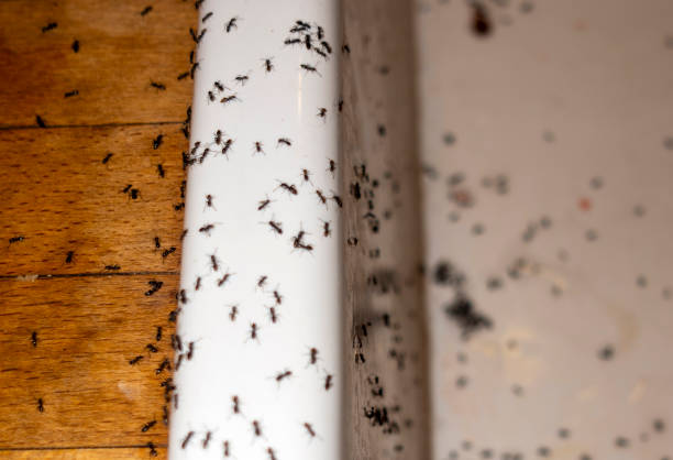 Best Rat Extermination Near Me  in Warner Robins, GA