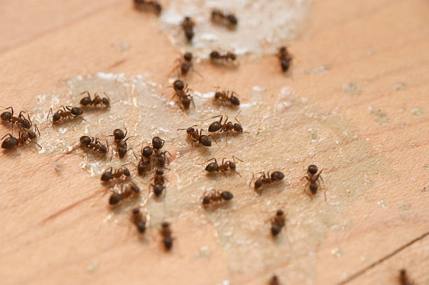 Best Mosquito Control Services  in Warner Robins, GA